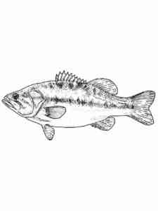 Realistic Bass Fish coloring page