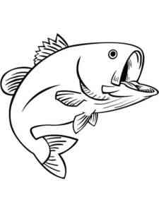 Common Bass Fish coloring page
