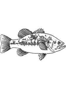 Bass Fish 3 coloring page