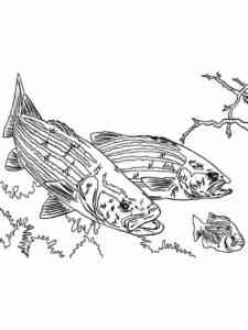 Bass Fish 5 coloring page