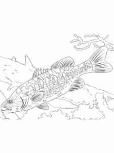 Bass Fish 6 coloring page