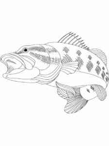 Bass Fish 8 coloring page