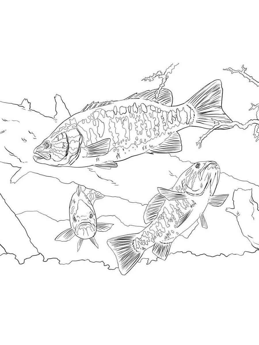 Three Bass Fish underwater coloring page