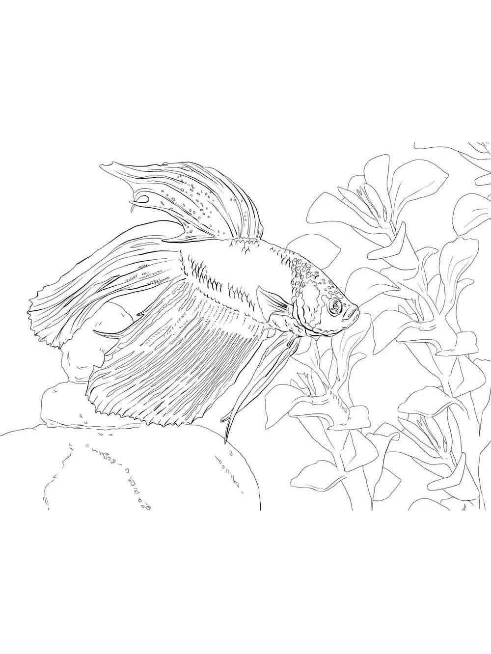 Realistic Betta Fish coloring page