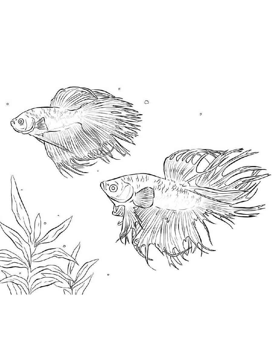 Two Betta Fish coloring page
