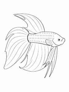 Betta Fish 13 coloring page