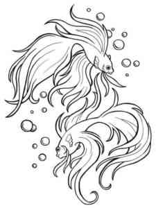 Betta Fish 2 coloring page