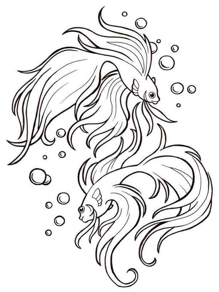Two Beauty Betta Fish coloring page