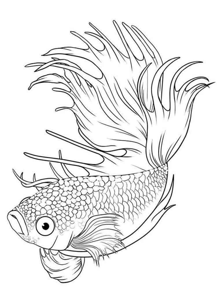 Swimming Betta coloring page