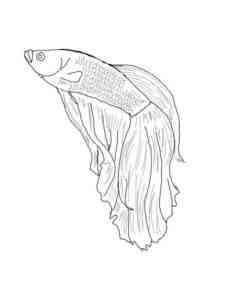 Betta Fish 5 coloring page