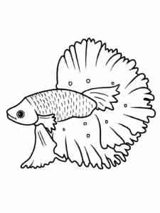 Beauty Betta Fish coloring page