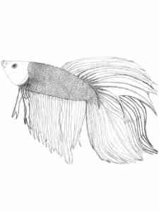 Betta Fish 8 coloring page