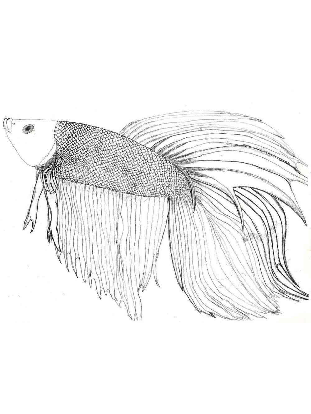 Betta Fish 8 coloring page