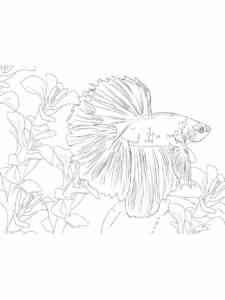 Betta Fish underwater coloring page