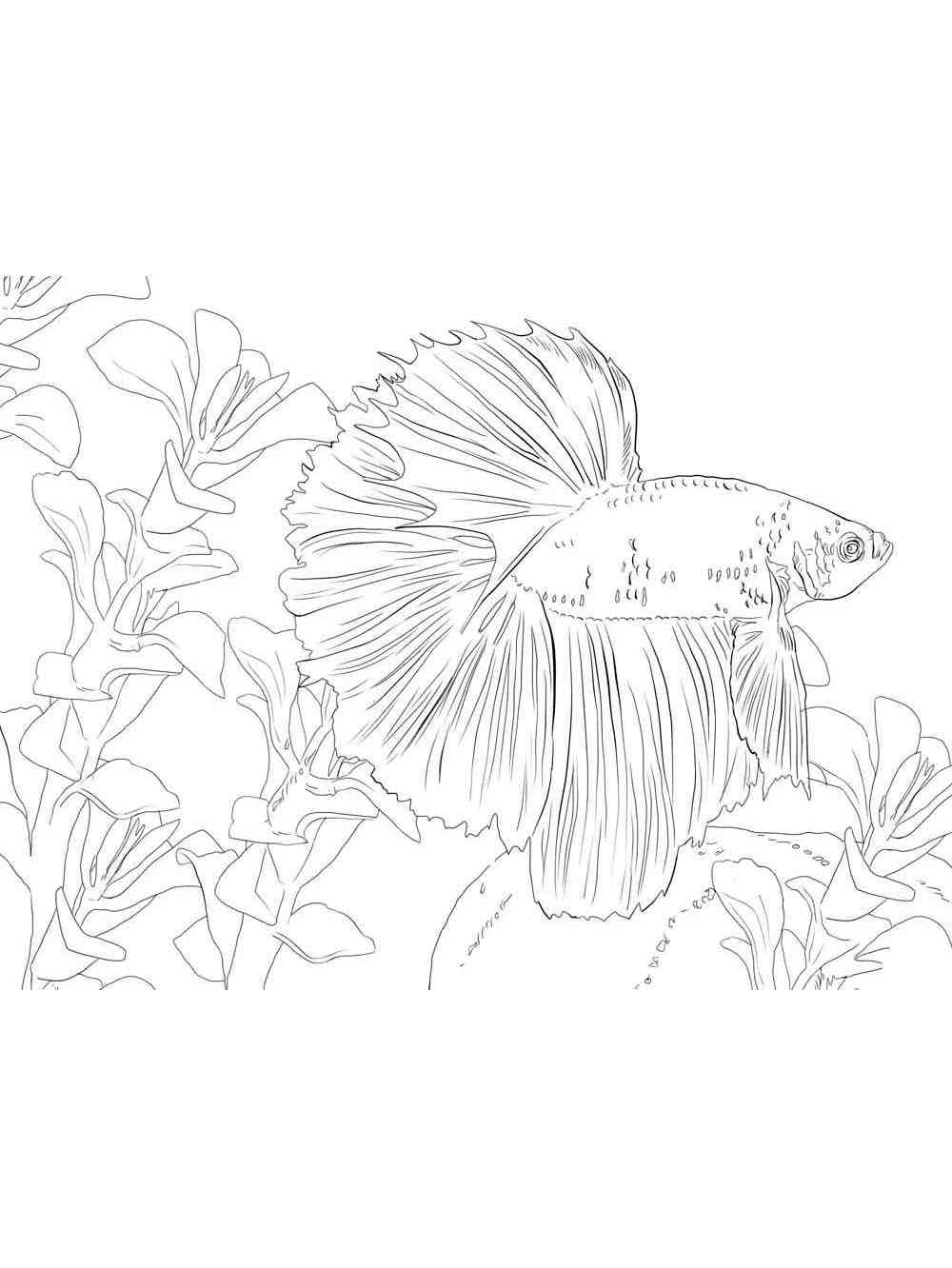 Betta Fish underwater coloring page