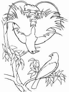 Bird of Paradise 11 coloring page