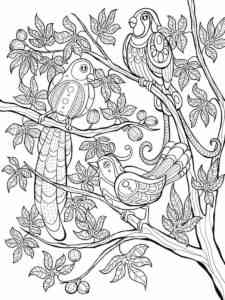 Bird of Paradise for Teen coloring page