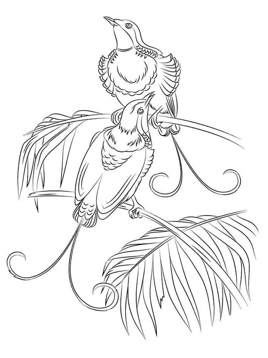 Two Birds of Paradise coloring page