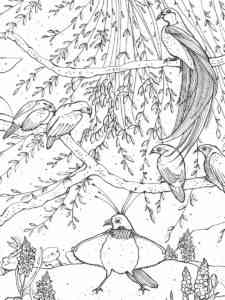 Bird of Paradise 19 coloring page
