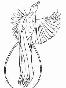 Bird of Paradise 2 coloring page