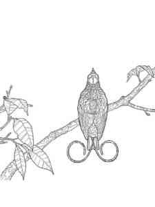 Bird of Paradise on a branch coloring page