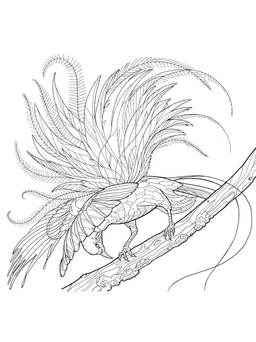 Amazing Bird of Paradise coloring page