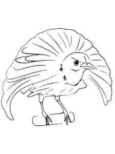 Funny Bird of Paradise coloring page
