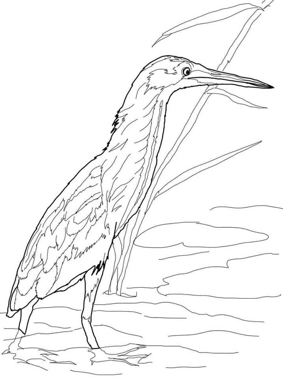 Realistic Bittern coloring page