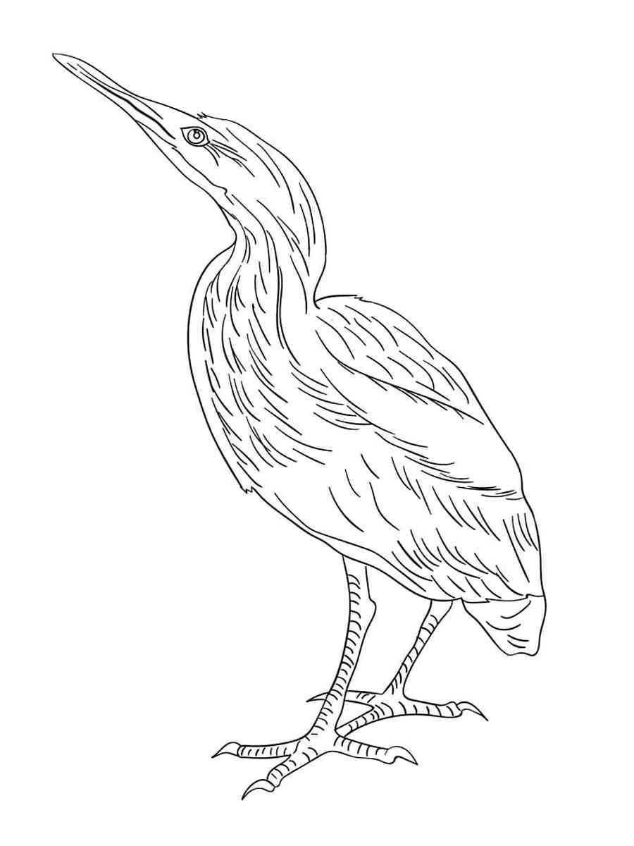 Simple Bittern coloring page