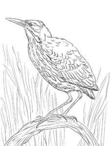 Bittern 3 coloring page
