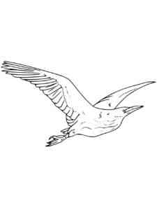 Bittern 4 coloring page