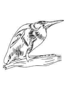 Bittern 5 coloring page