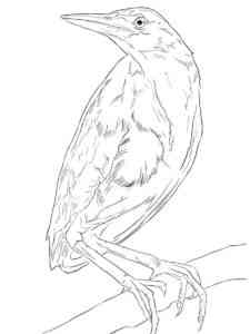 Bittern on a branch coloring page