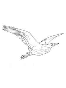 Flying Bittern coloring page