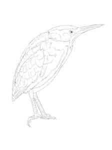 Funny Bittern coloring page