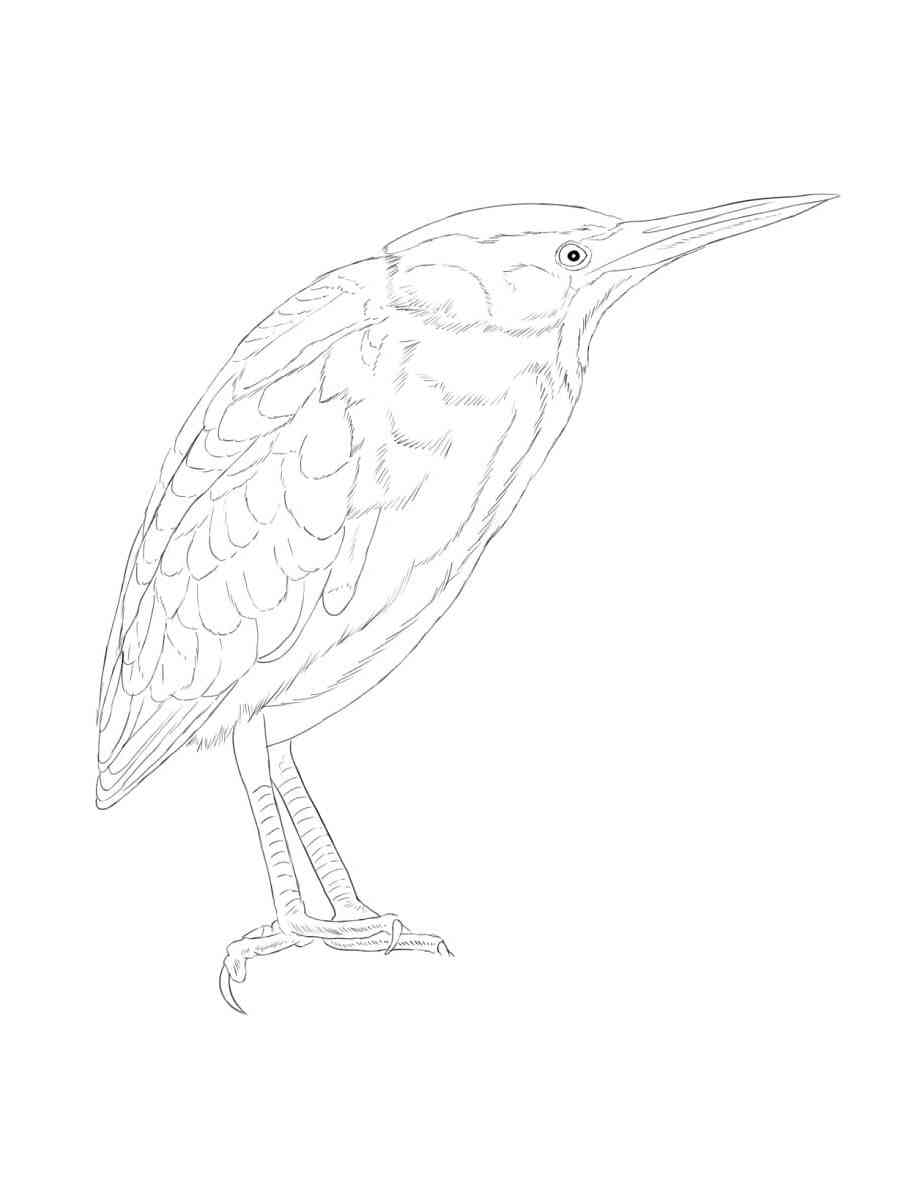 Funny Bittern coloring page