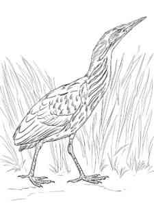 Bittern 9 coloring page