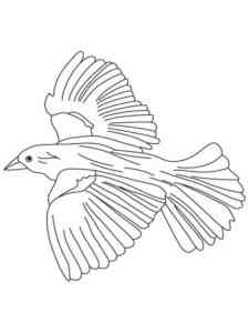 Flying Blackbird coloring page