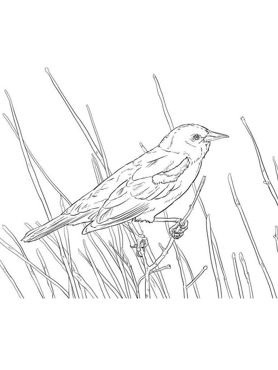 Red-Winged Blackbird coloring page