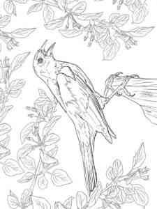 Blackbird 13 coloring page