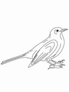 Female Yellow Headed Blackbird coloring page