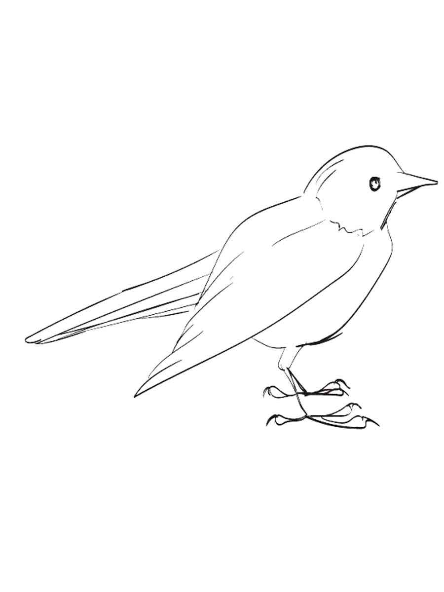Common Blackbird coloring page