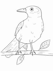 Easy Blackbird on a branch coloring page