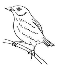 Blackbird on a branch coloring page