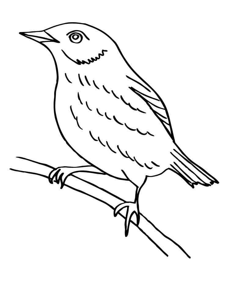 Blackbird on a branch coloring page