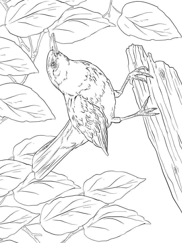 Blackbird Sitting On Tree coloring page