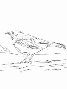 Yellow Headed Blackbird coloring page