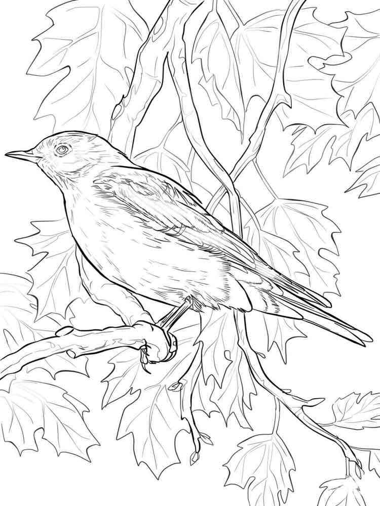 Western Bluebird coloring page