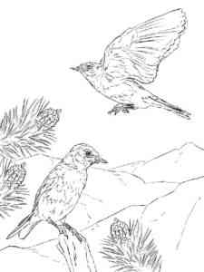 Two Mountain Bluebirds coloring page