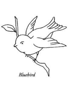 Bluebird 13 coloring page
